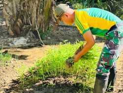 Sinergi TNI – Warga, Kebun Sayur Satgas Yonarmed 11 Kostrad Tumbuhkan Harapan di Perbatasan