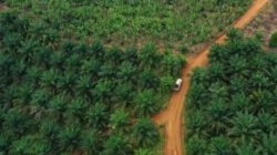 Satgas PKH dan Kejagung Diduga Salah Eksekusi Kebun Sawit di Padang Lawas Sumut
