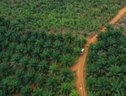 Satgas PKH dan Kejagung Diduga Salah Eksekusi Kebun Sawit di Padang Lawas Sumut