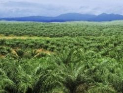 Kebun Sawit di Padang Lawas Sumut, Dugaan Penyimpangan Eksekusi oleh Satgas PKH dan Kejagung