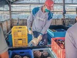 Akal Bulus Ekspor Mutiara Blok D Sekaroh, Dugaan Penyelundupan, Siapa Backup PT Autore?